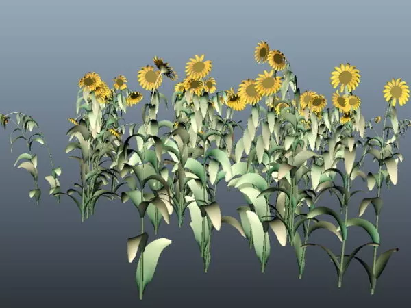 Sunflower Field Flower Plant 3d model