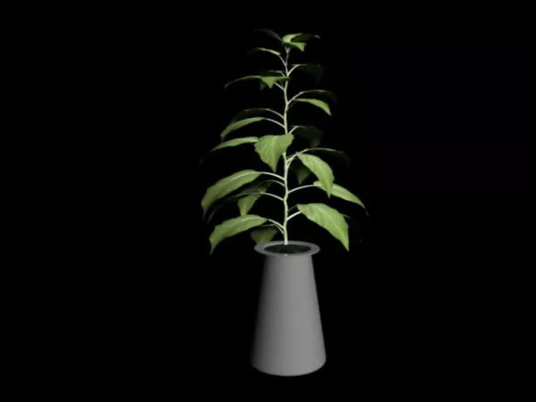Broad Leaf House Plant 3d model Broad Leaf House Plant 3d model