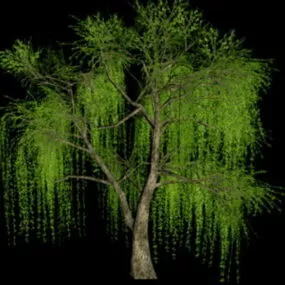 Willow Tree 3d model