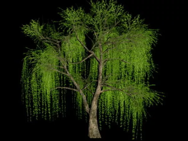 Willow Tree 3d model Willow Tree 3d model