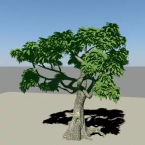Ficus Tree 3d model