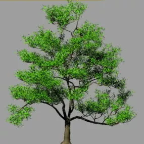 Oak Tree 3d model
