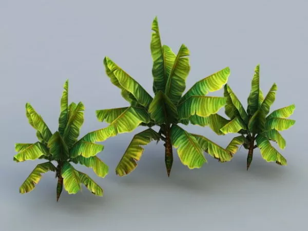 Banana Trees 3d model Banana Trees 3d model