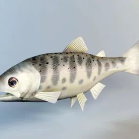 Trout Fish Rig 3d model
