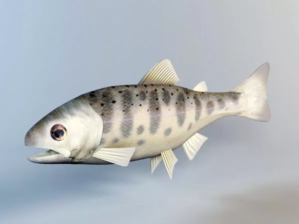 Trout Fish Rig 3d model Trout Fish Rig 3d model
