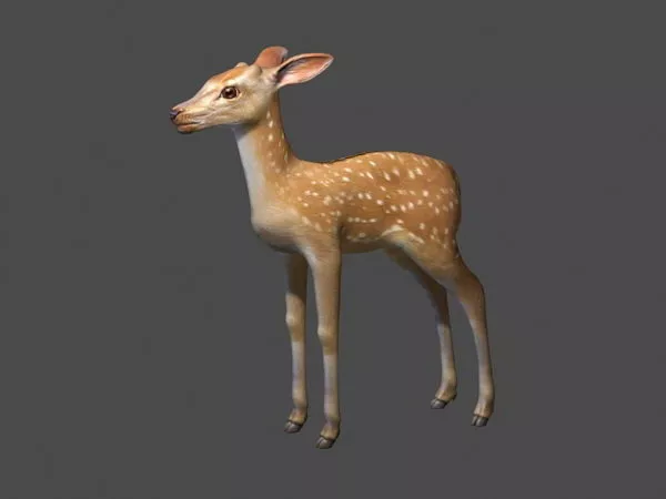 Fawn Deer 3d model Fawn Deer 3d model
