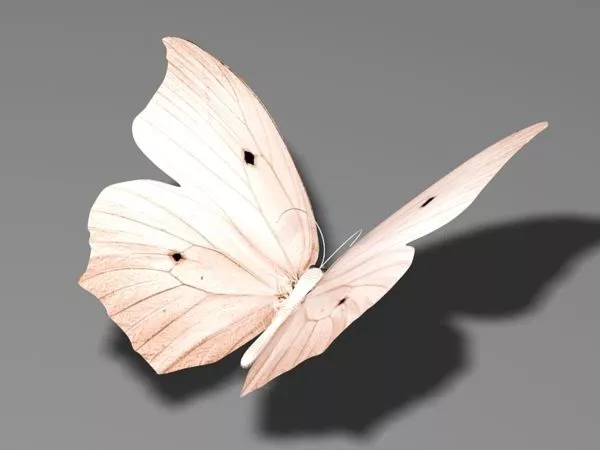 Beige Butterfly 3d model Beige Butterfly 3d model