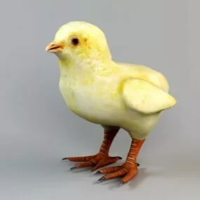 Baby Chick 3d model