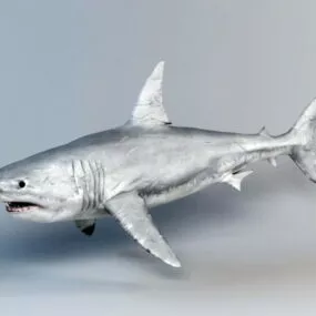 Great White Shark 3d model