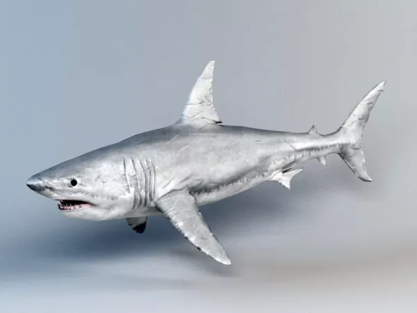 Great White Shark 3d model Great White Shark 3d model