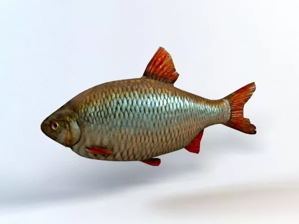 Rudd Fish 3d model Rudd Fish 3d model
