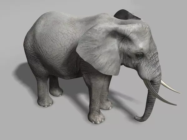 Elephant In The Forest 3d model