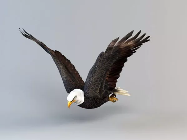 Bald Eagle Flapping Animation 3d model Bald Eagle Flapping Animation 3d model