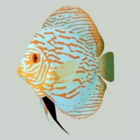 Discus Fish 3d model