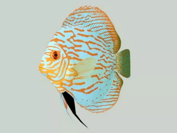 Discus Fish 3d model Discus Fish 3d model