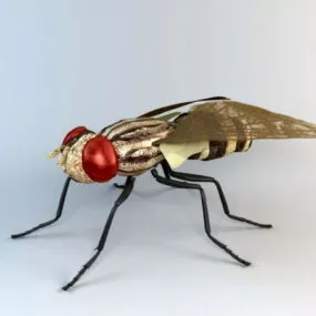 Anthomyiid Fly 3d model