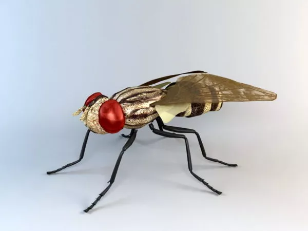 Lowpoly Fly 3d model
