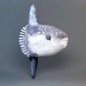 Animated Hoodwinker Sunfish Rig 3d model