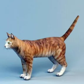 Orange Shorthair Tabby 3d model