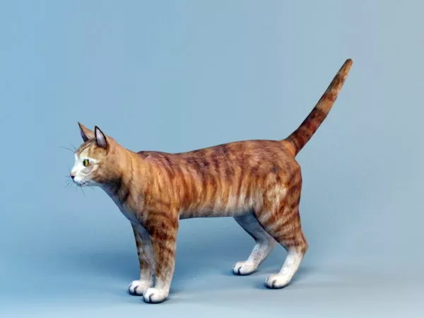 Orange Shorthair Tabby 3d model Orange Shorthair Tabby 3d model
