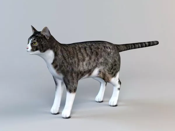 Tabby Cat 3d model Tabby Cat 3d model
