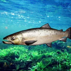 Grass Carp Rig 3d model