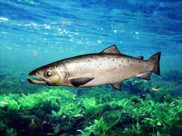 Grass Carp Rig 3d model Grass Carp Rig 3d model