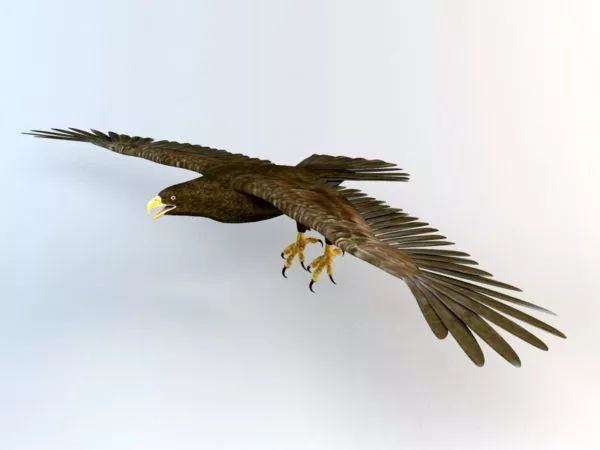 Flying Eagle Animated 3d model Flying Eagle Animated 3d model