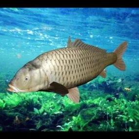 Carp Fish Rigged 3d model