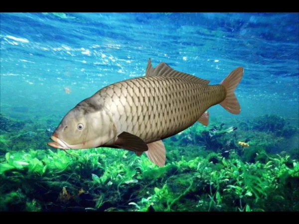 Carp Fish Rigged 3d model Carp Fish Rigged 3d model