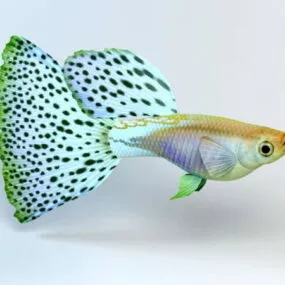 Japanese Guppy Blue Grass Tail 3d model