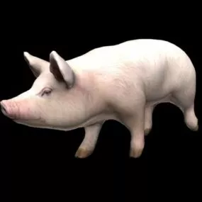 Domestic Pig 3d model