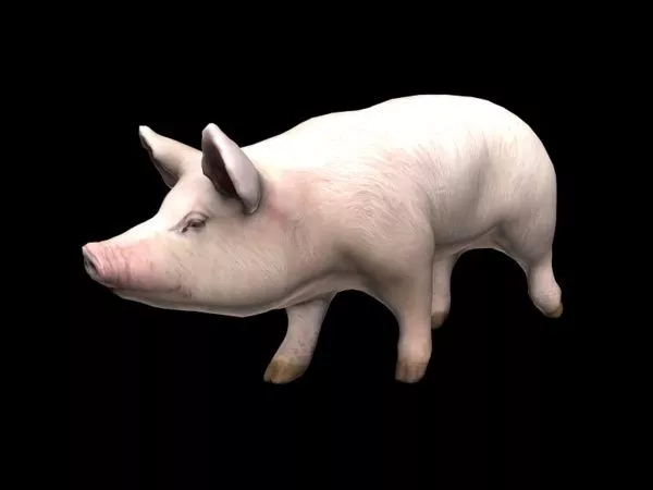 Domestic Pig 3d model Domestic Pig 3d model
