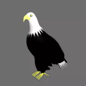 Bald Eagle 3d model