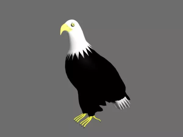Bald Eagle 3d model Bald Eagle 3d model