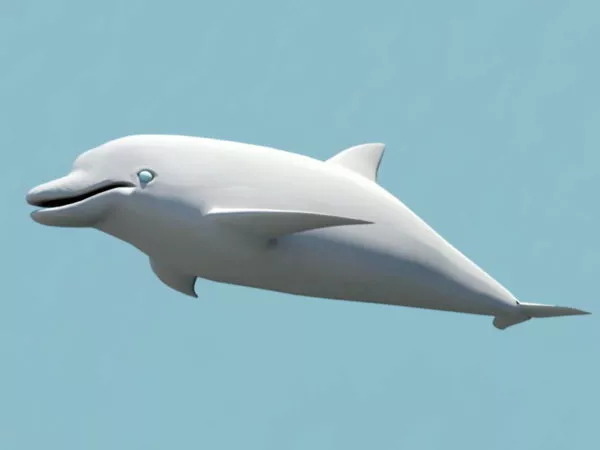 Bottlenose Dolphin 3d model Bottlenose Dolphin 3d model
