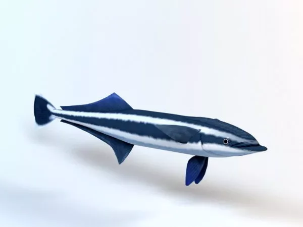 Ocean Shark Realistic 3d model