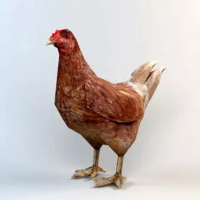 Low Poly Hen Rig 3d model