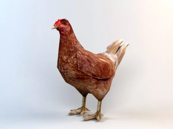 Low Poly Hen Rig 3d model Low Poly Hen Rig 3d model