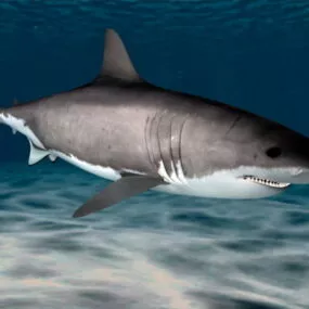 Great White Shark 3d model