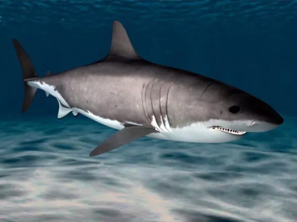 Sailor Ship With Shark Attack 3d model
