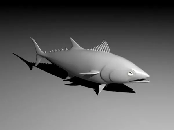 Tuna Fish 3d model Tuna Fish 3d model