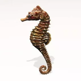 Brown Seahorse 3d model