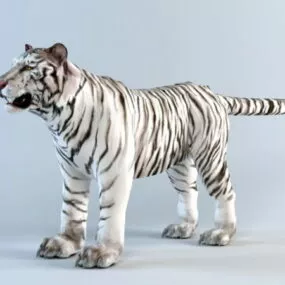 White Tiger 3d model