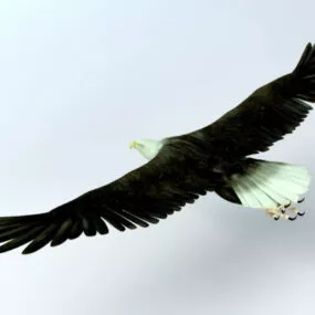 Animated Eagle Rig 3d model