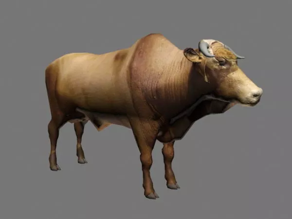 Brahman Cattle 3d model Brahman Cattle 3d model