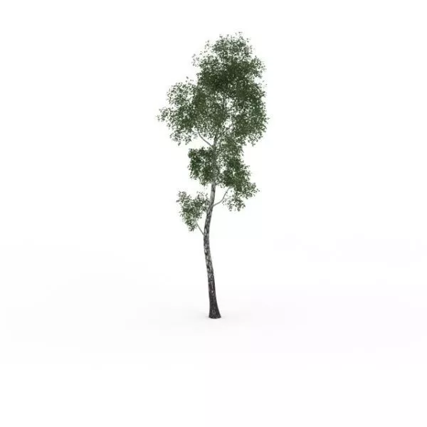White Birch Tree 3d model White Birch Tree 3d model