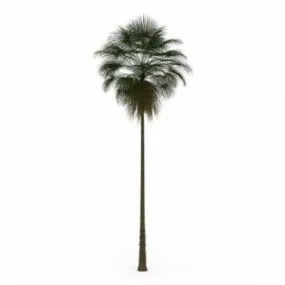 Tall Palm Tree 3d model