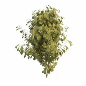 Ginkgo Tree 3d model