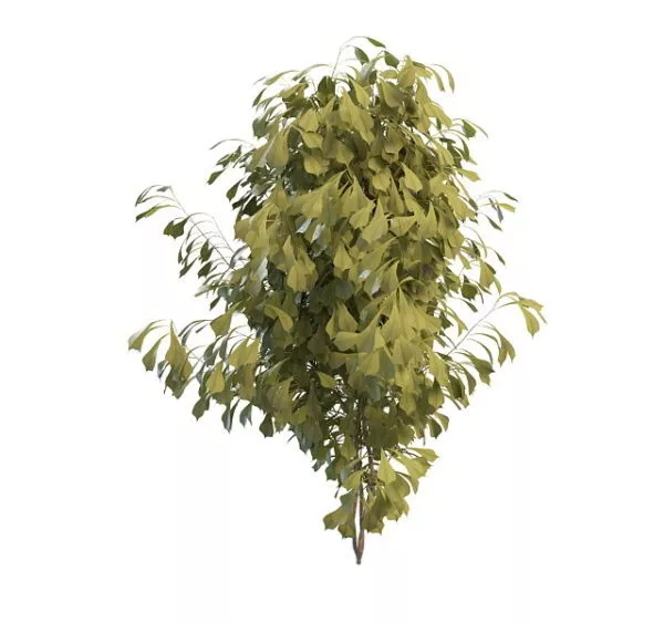 Ginkgo Tree 3d model Ginkgo Tree 3d model